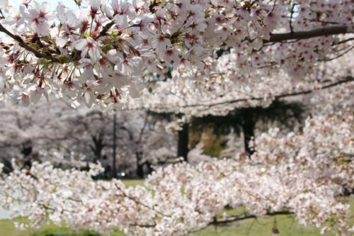 Someyoshino sakura in Kyoto